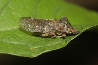 Grand Diable Ledra aurita (Linnaeus, 1758)
