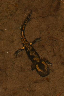 Salamandre tachetée Salamandra salamandra (Linnaeus, 1758)