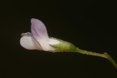 Lentillon Ervum tetraspermum L., 1753