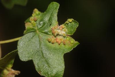  Aceria macrochela (Nalepa, 1891)