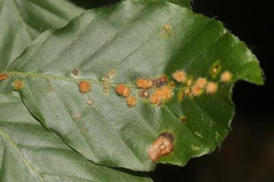  Hartigiola annulipes (Hartig, 1839)