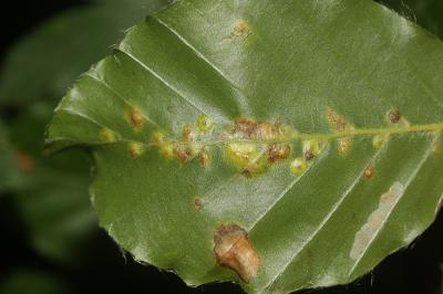  Hartigiola annulipes (Hartig, 1839)