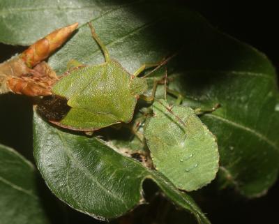 Punaise verte Palomena prasina (Linnaeus, 1760)