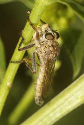  Tolmerus cingulatus (Fabricius, 1781)