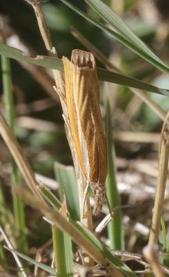  Agriphila tristella (Denis & Schiffermüller, 1775)