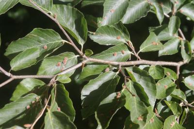  Hartigiola annulipes (Hartig, 1839)