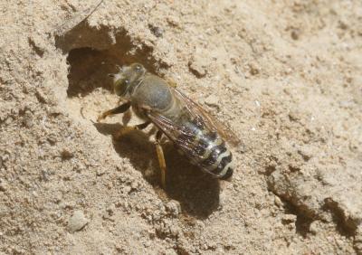  Bembix rostrata (Linnaeus, 1758)