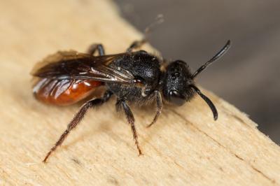  Sphecodes ruficrus (Erichson, 1835)