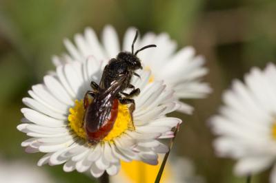  Sphecodes ruficrus (Erichson, 1835)