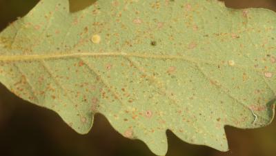  Phylloxera quercus Boyer de Fonscolombe, 1834