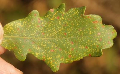  Phylloxera quercus Boyer de Fonscolombe, 1834