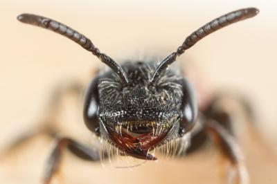  Sphecodes monilicornis (Kirby, 1802)