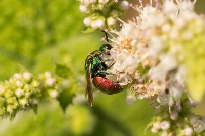 Guêpe-coucou Chrysididae Latreille, 1802