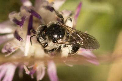  Lasioglossum discus (Smith, 1853)