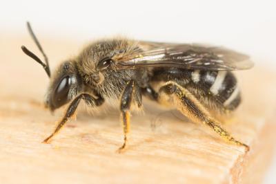  Lasioglossum albocinctum (Lucas, 1849)