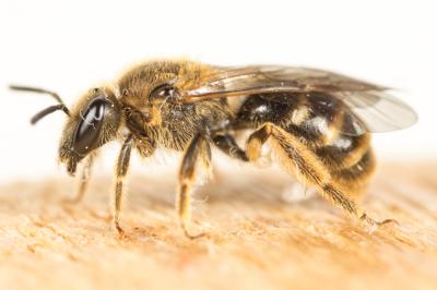  Lasioglossum calceatum (Scopoli, 1763)