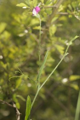 Gesse hérissée, Gesse hirsute Lathyrus hirsutus L., 1753
