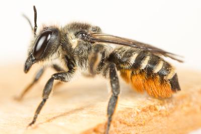  Megachile pyrenaea Pérez, 1890