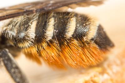  Megachile pyrenaea Pérez, 1890