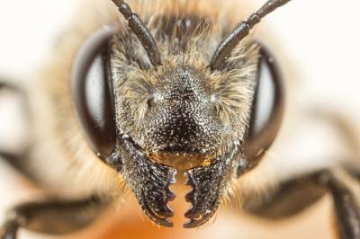 Megachile pyrenaea Pérez, 1890
