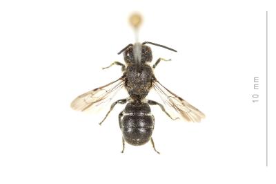  Heriades truncorum (Linnaeus, 1758)