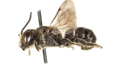  Heriades truncorum (Linnaeus, 1758)