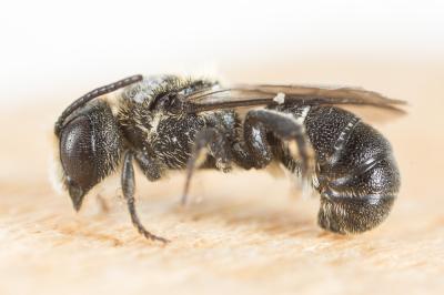  Heriades truncorum (Linnaeus, 1758)