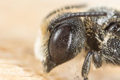  Heriades truncorum (Linnaeus, 1758)