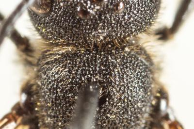  Heriades truncorum (Linnaeus, 1758)