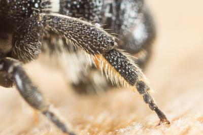  Heriades truncorum (Linnaeus, 1758)