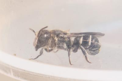  Heriades crenulata Nylander, 1856