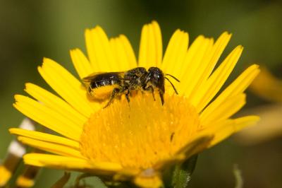  Heriades truncorum (Linnaeus, 1758)