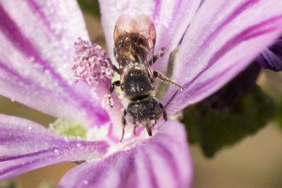  Heriades crenulata Nylander, 1856