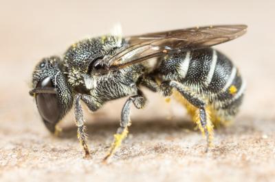  Heriades crenulata Nylander, 1856