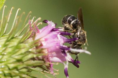  Heriades crenulata Nylander, 1856