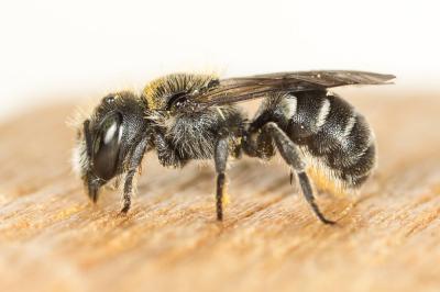 Osmia gallarum Spinola, 1808