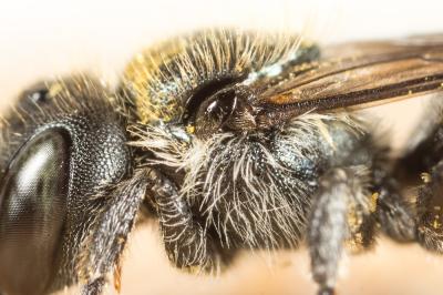  Osmia gallarum Spinola, 1808