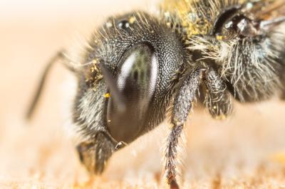  Osmia gallarum Spinola, 1808