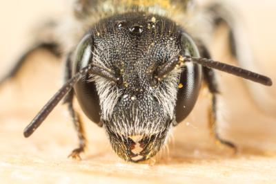  Osmia gallarum Spinola, 1808