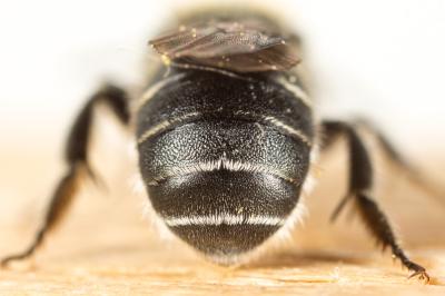  Osmia gallarum Spinola, 1808