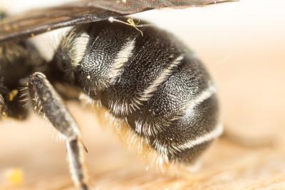 Osmia gallarum Spinola, 1808