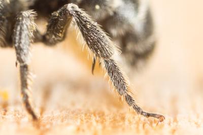  Osmia gallarum Spinola, 1808