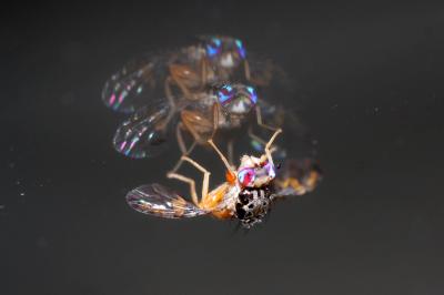 Ceratitis capitata (Wiedemann, 1824)