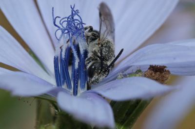  Lasioglossum nigripes (Lepeletier, 1841)