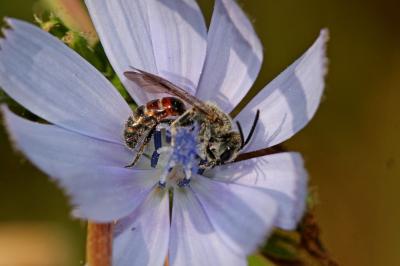  Lasioglossum nigripes (Lepeletier, 1841)