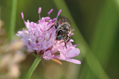  Lasioglossum nigripes (Lepeletier, 1841)
