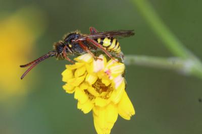 Nomada Scopoli, 1770