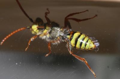  Nomada Scopoli, 1770