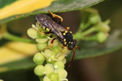  Nomada melathoracica Imhoff, 1834