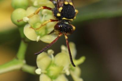  Nomada melathoracica Imhoff, 1834